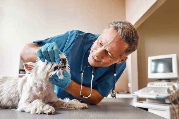 Best Emergency Denture Repair in Maria Stein, OH